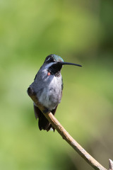 Heliomaster longirostris