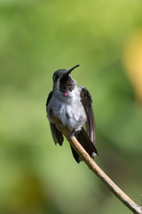 Heliomaster longirostris