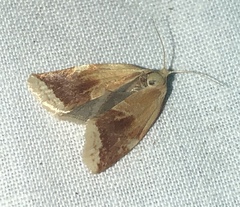 Clepsis persicana