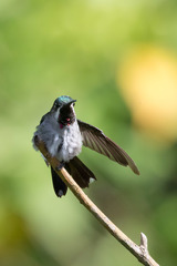 Heliomaster longirostris