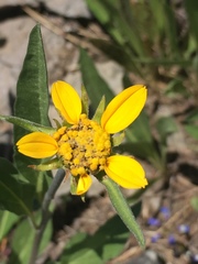 Helianthella