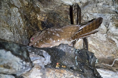 Steatornis caripensis