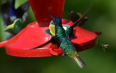 Chrysuronia oenone