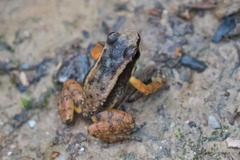 Mannophryne trinitatis