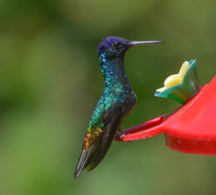 Chrysuronia oenone