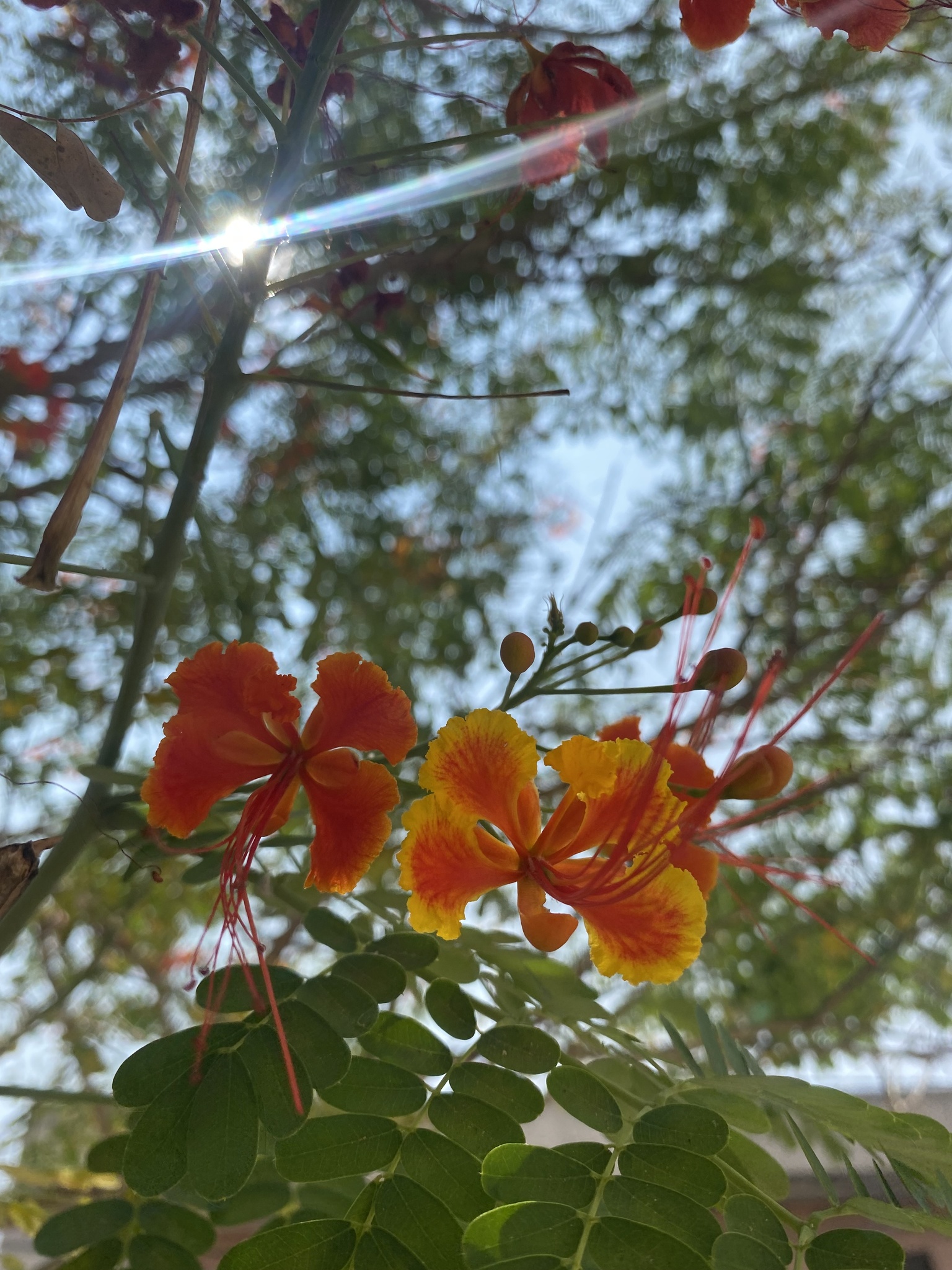 Caesalpinia pulcherrima