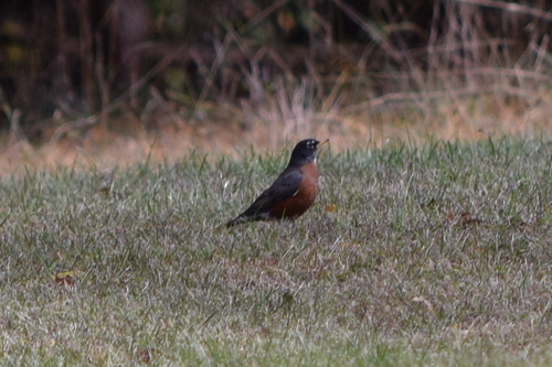 American Robin photographed in Delaware
