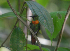 Heliodoxa aurescens
