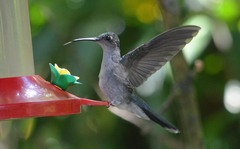 Campylopterus largipennis