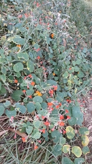 Tropaeolum peltophorum, photograph Ileana Herrera, CC BY, iNaturalist via GBIF