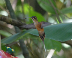 Phaethornis malaris