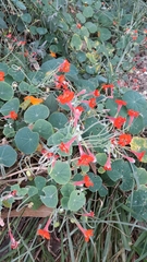 Tropaeolum peltophorum, photograph Ileana Herrera, CC BY, iNaturalist via GBIF
