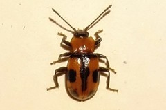 Ancylopus phungi