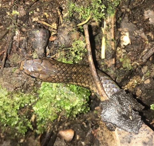 Saphenophis tristriatus