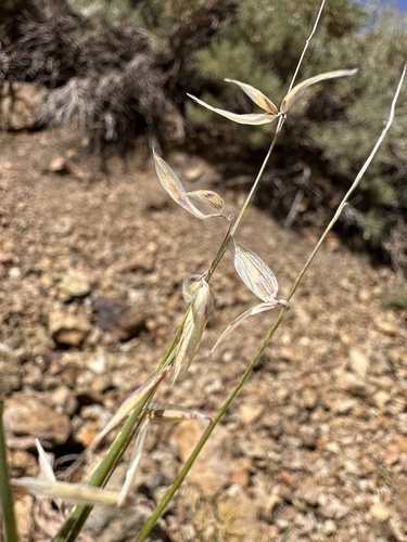 Image of Melica stricta by (c) Matt Berger, some rights reserved (CC BY)