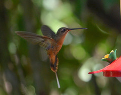 Phaethornis koepckeae