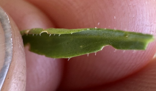 Image of Nevada holmgrenii by (c) Matt Berger, some rights reserved (CC BY)