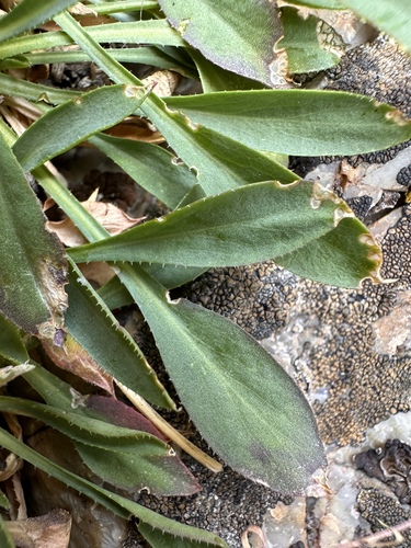 Image of Nevada holmgrenii by (c) Matt Berger, some rights reserved (CC BY)