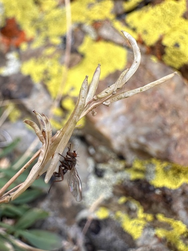 Image of Nevada holmgrenii by (c) Matt Berger, some rights reserved (CC BY)