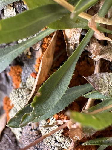 Image of Nevada holmgrenii by (c) Matt Berger, some rights reserved (CC BY)