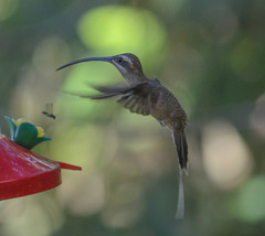 Phaethornis malaris
