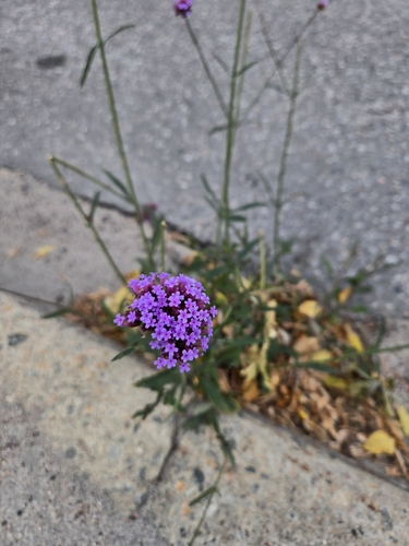 Verbena bonariensis