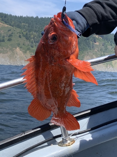 Sebastes miniatus