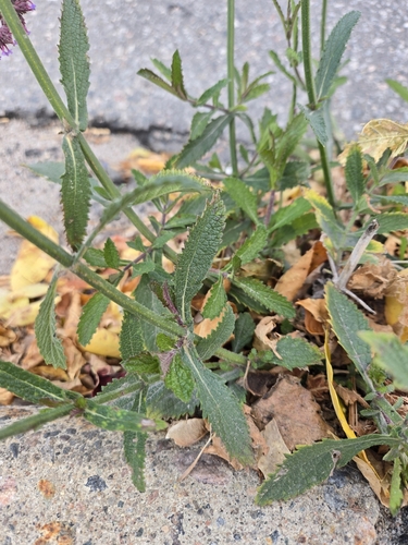 Verbena bonariensis