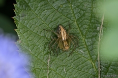 Oxyopes lineatus
