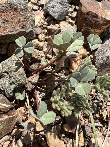 Rollins' clover (Trifolium rollinsii)