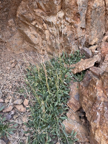 Image of Nevada holmgrenii by (c) Matt Berger, some rights reserved (CC BY)