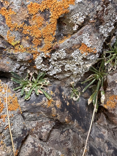Holmgren Smelowskia (Nevada holmgrenii)