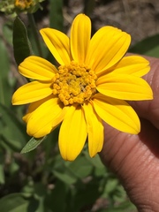 Helianthella