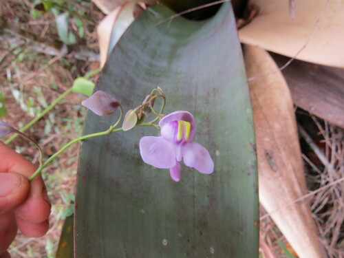 Utricularia nelumbifolia, photograph 2