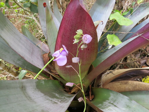 Utricularia nelumbifolia, photograph 3