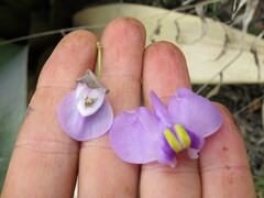 Utricularia nelumbifolia, photograph (c) Victor Farjalla Pontes, some rights reserved (CC BY)