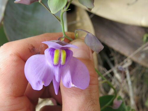 Utricularia nelumbifolia, photograph 5