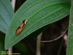 Eterusia aedea formosana