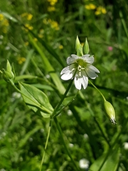 Cerastium davuricum
