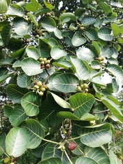 Ficus cookii
