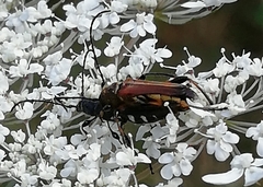 Stenopterus ater