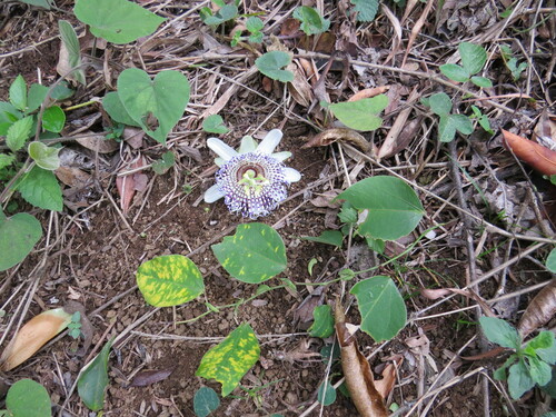 Image of Passiflora actinia by (c) Victor Farjalla Pontes, some rights reserved (CC BY)
