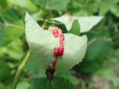 Harmandiola
