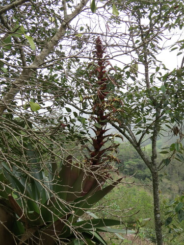 Image of Alcantarea imperialis by (c) Victor Farjalla Pontes, some rights reserved (CC BY)