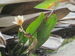 Bifrenaria harrisoniae, photograph (c) Victor Farjalla Pontes, some rights reserved (CC BY)