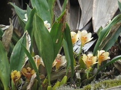 Bifrenaria harrisoniae, photograph (c) Victor Farjalla Pontes, some rights reserved (CC BY)
