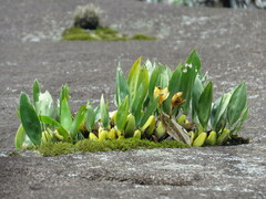 Bifrenaria harrisoniae, photograph (c) Victor Farjalla Pontes, some rights reserved (CC BY)