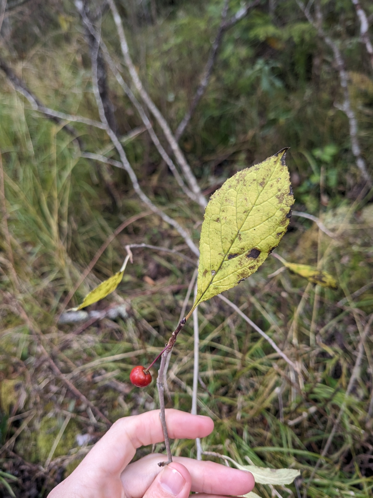 Long-Stalked Holly (Ilex collina)