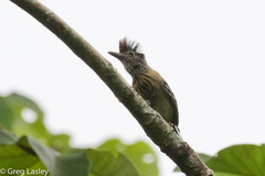 Sakesphorus canadensis