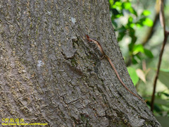 Takydromus viridipunctatus